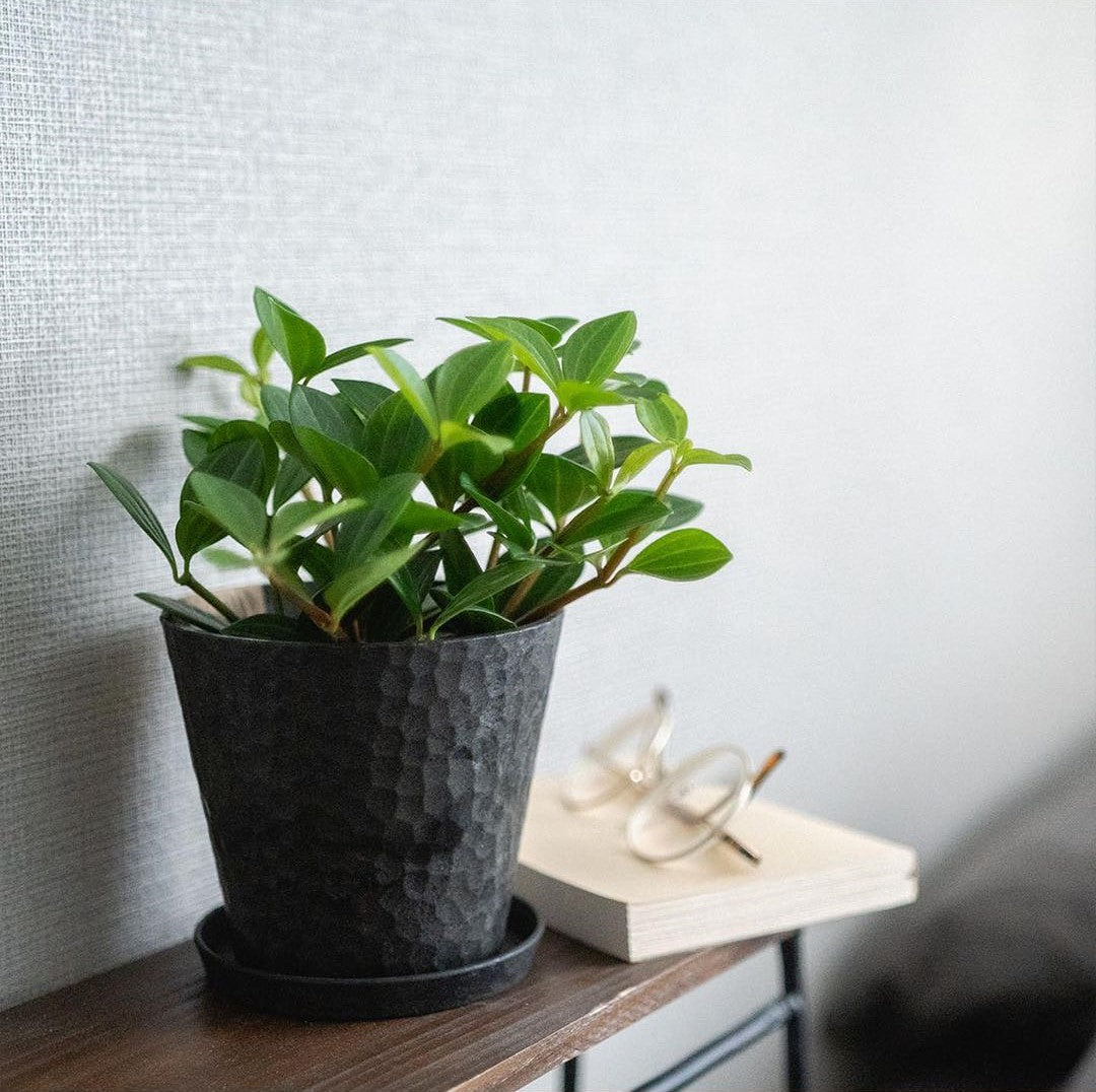 BRACT Eco Pot M Size With Saucer